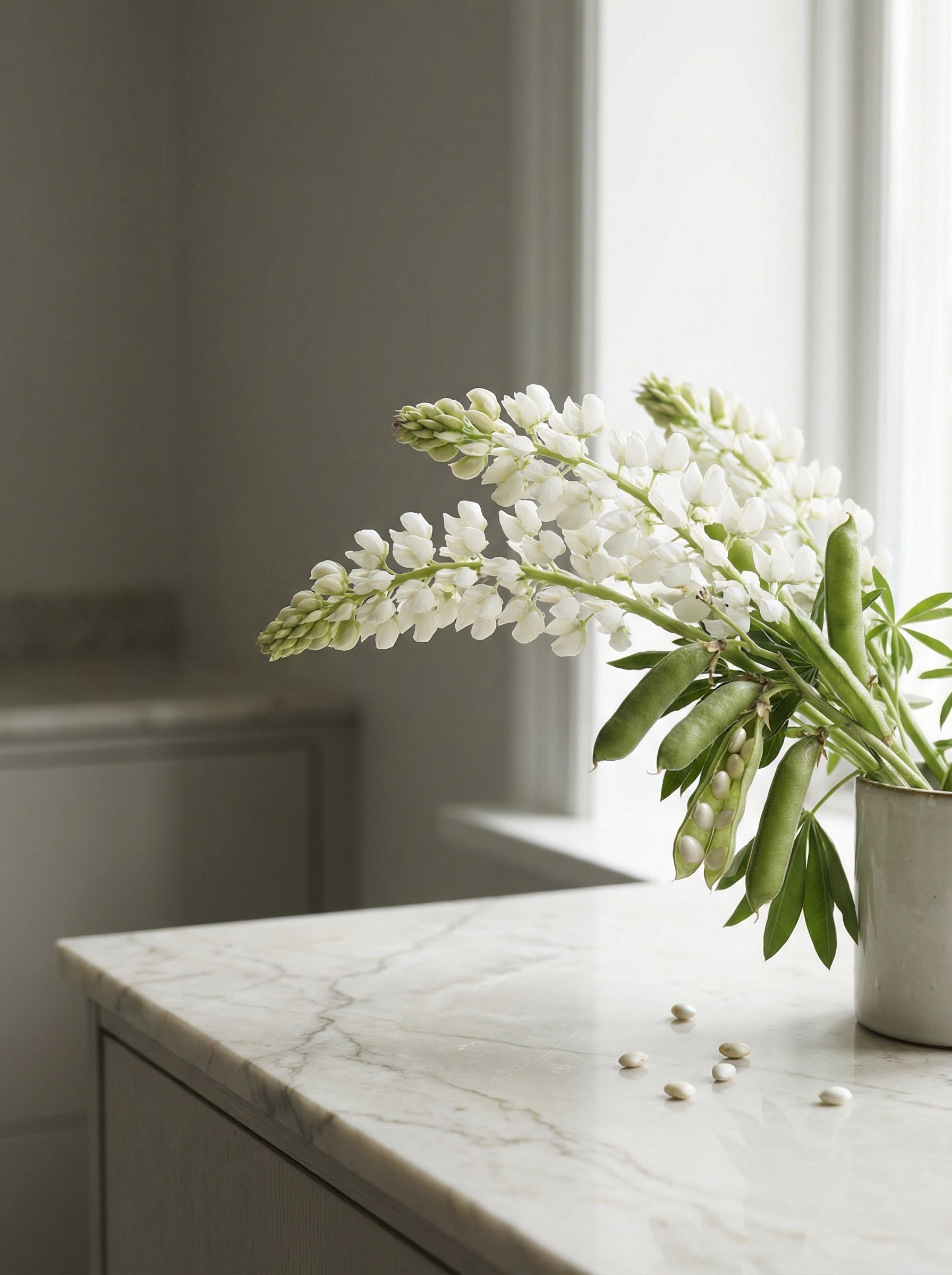 White Lupin