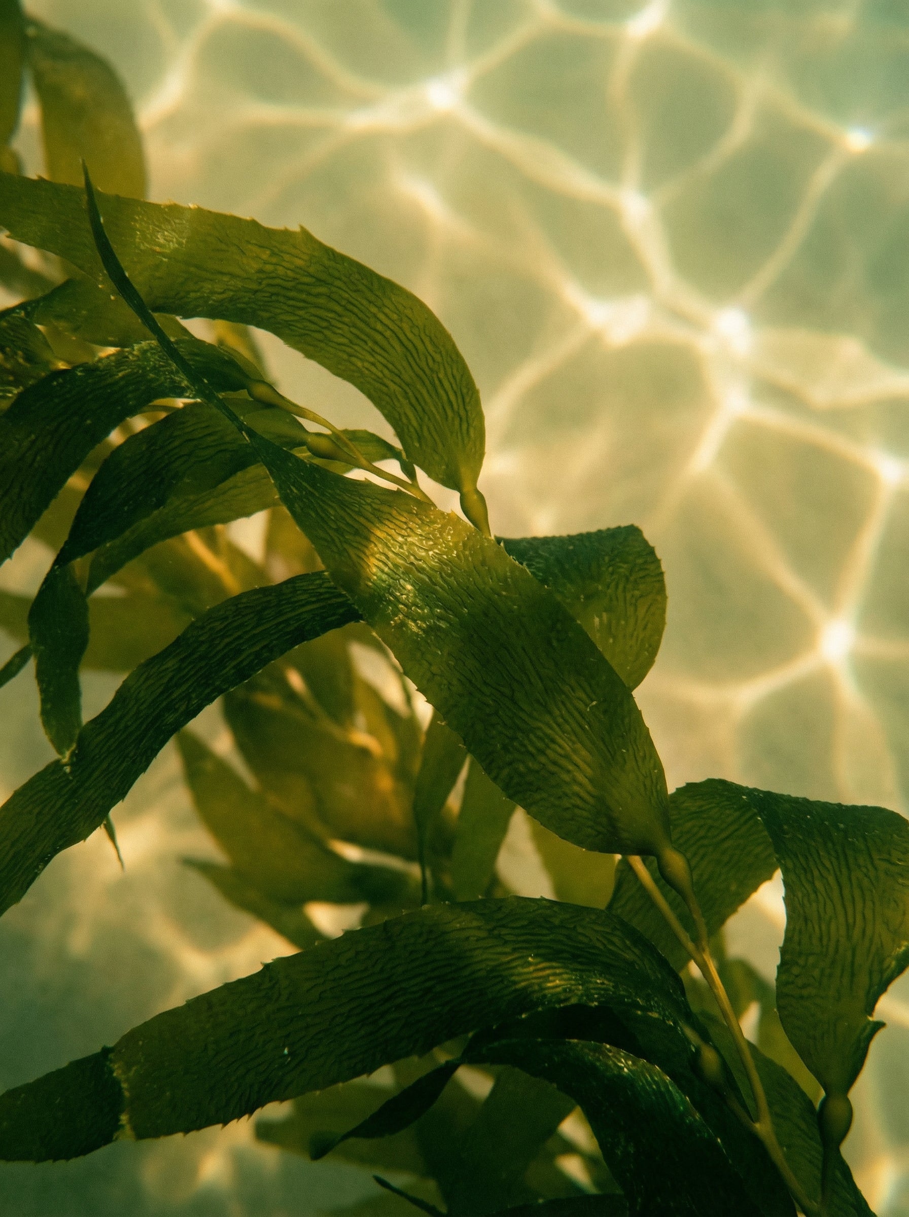 Undaria Seaweed